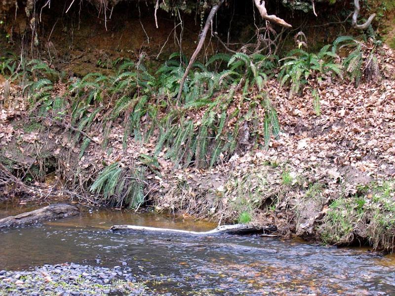 Ferns growing under overhang of stream bank